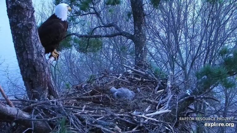 bald eagle cheating