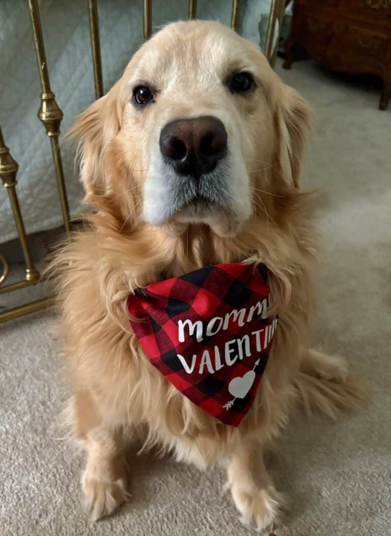 And the 2026 Infidelity Valentine’s Winners Are…